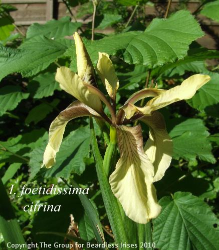 foetidissima citrina (1)